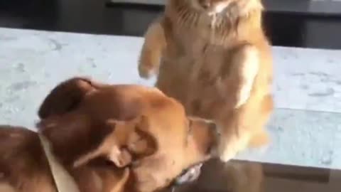 This cat is so fierce! Not even a dog can beat it.