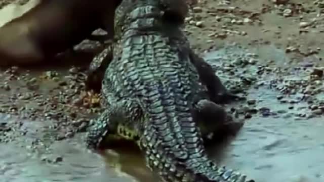 The crocodile hunt