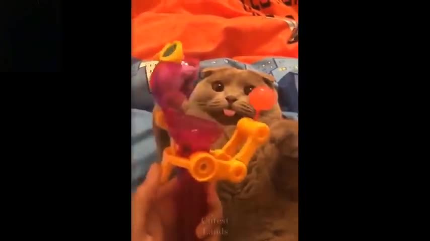 Cute and Funny pets, lovely. Try not to laugh.