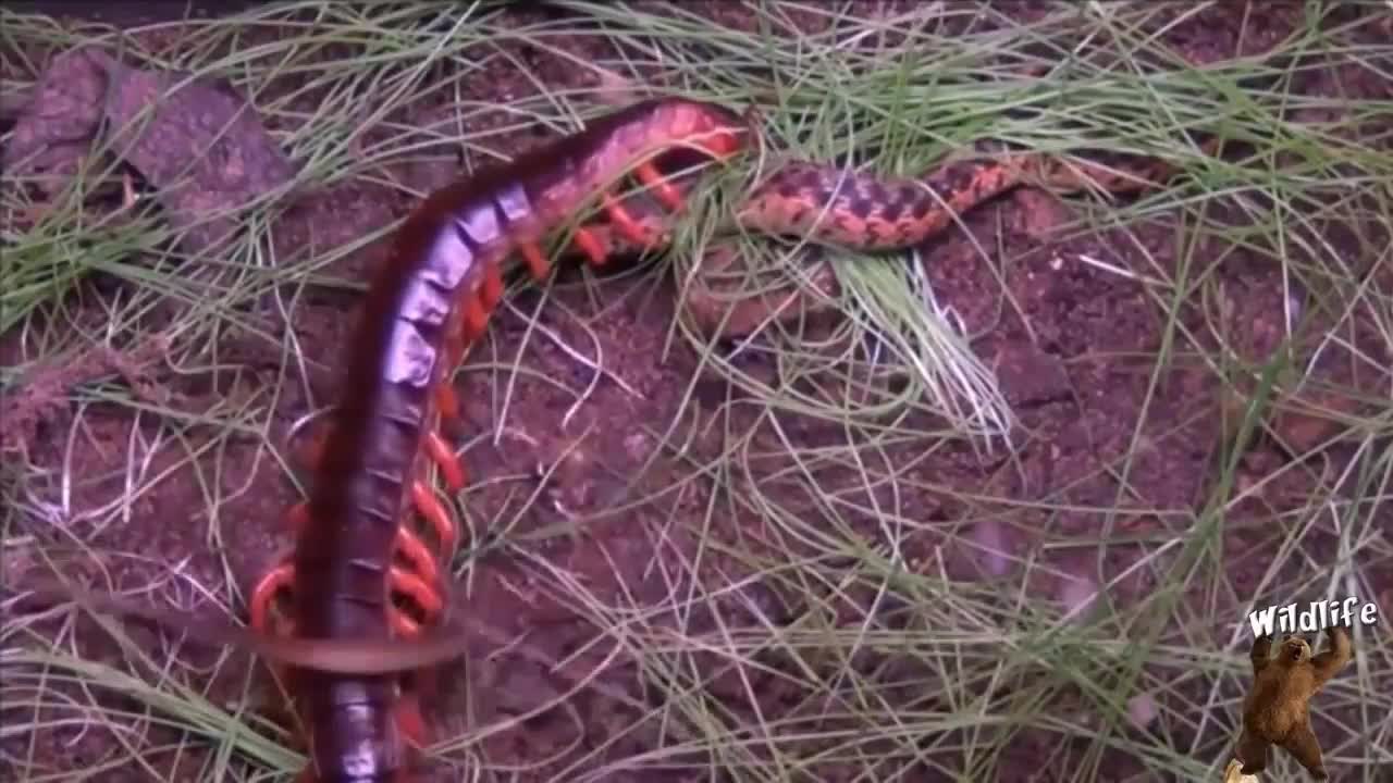 Snake vs Giant Centipede! Who win ?