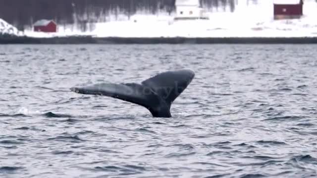 🐳🐋🐋 whale dancing ❣️