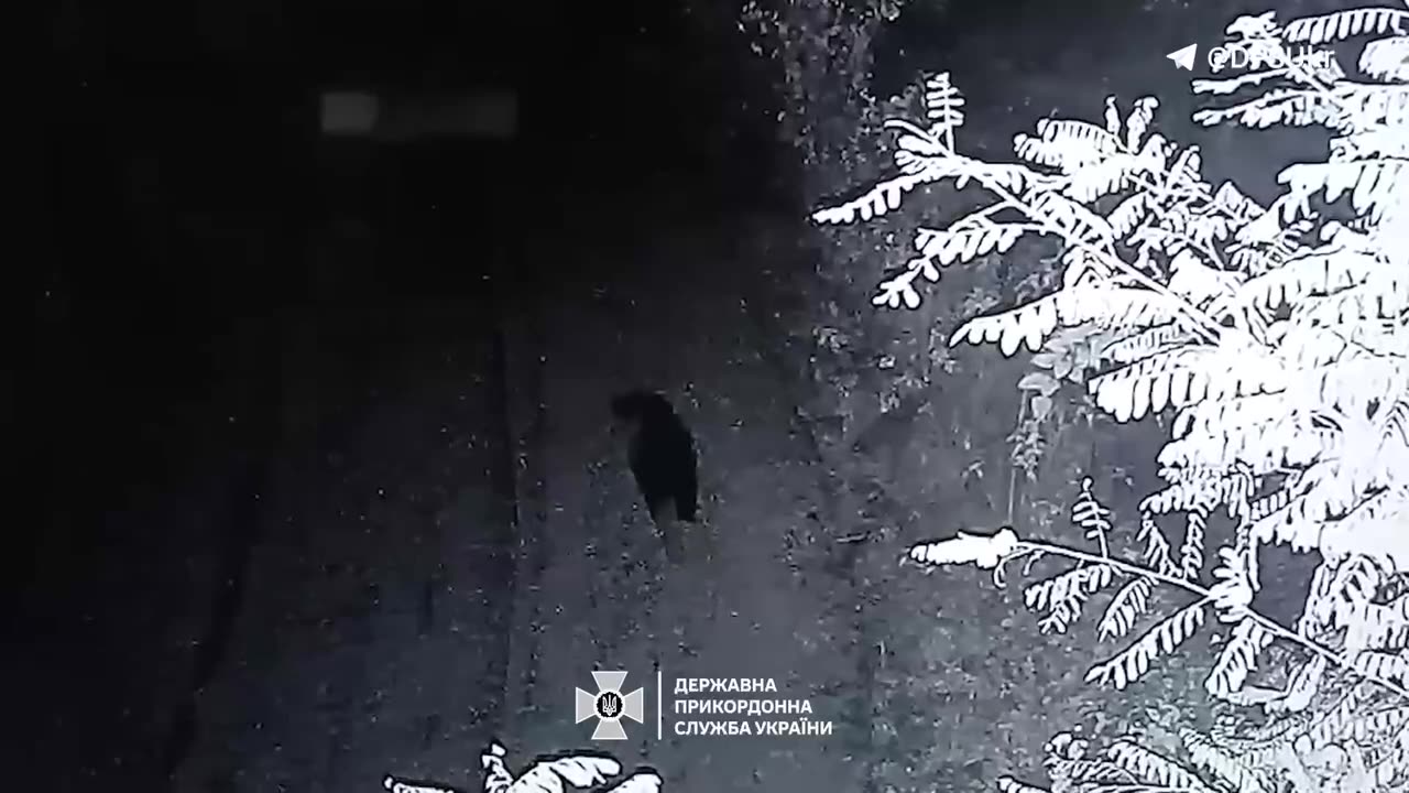 🐻The guest from the Romanian forests got into the camera of the Ukrainian