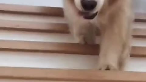 cute dog