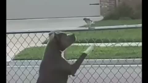 Dog vs bird