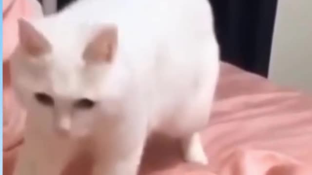 Funny Persian Vibing Cat