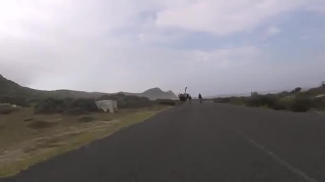 Cyclist chased by an ostrich