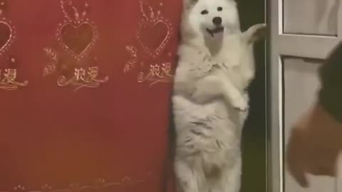 Dog viral video