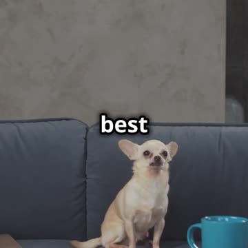 It’s National Dog Day!