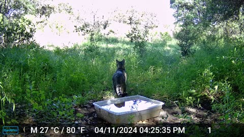 Frank the Cat and the long grass