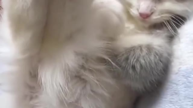 Cute moment of cat