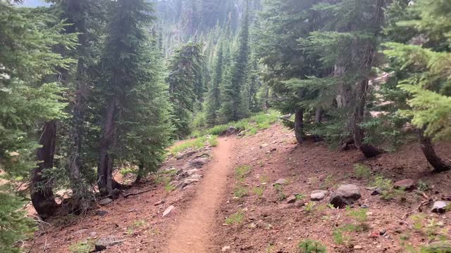 Central Oregon - Three Sisters Wilderness - Tree Gates