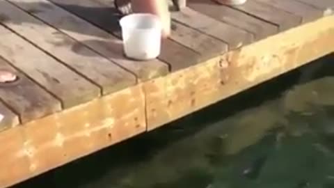 Fishing funny