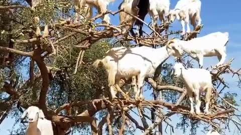 person gets surprised on witnessing a tree full of goats in Morocco