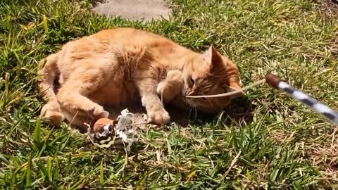 Cute Ginger Cat