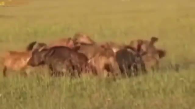 Hyenas rip apart a buffalo