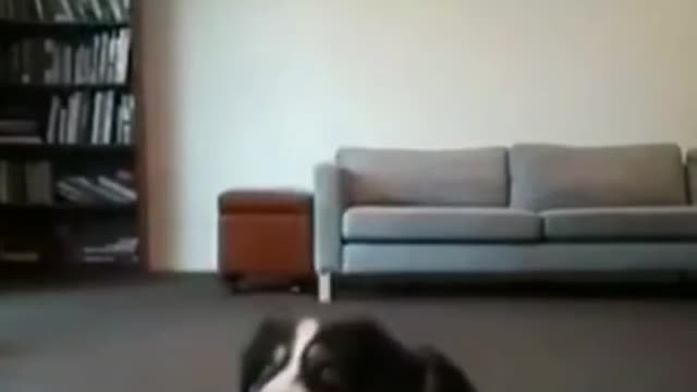 FUNNY DOG REACTIONS PETS