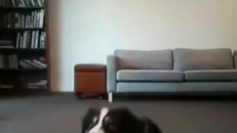FUNNY DOG REACTIONS PETS