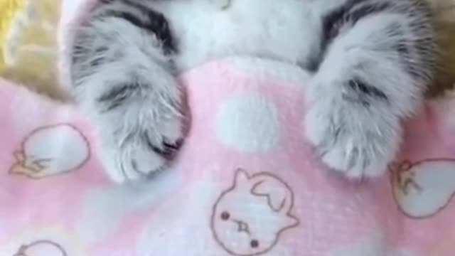 cute kitten is sleeping