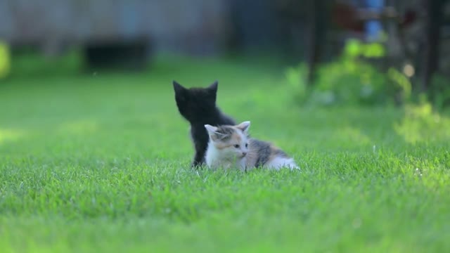 Three little kitties posing. Person puts three baby cats on green lawn and walks away,