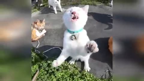 Funny Cats & Dogs Compilation