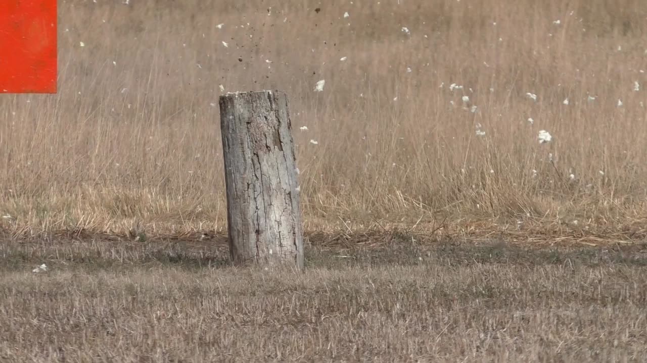 AR15 versus Kohlrabi