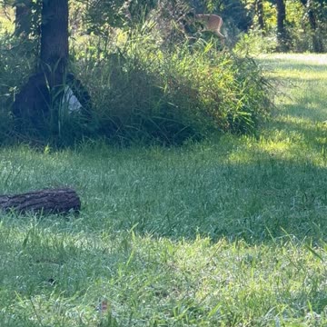 3 Bucks 🦌 Walking By
