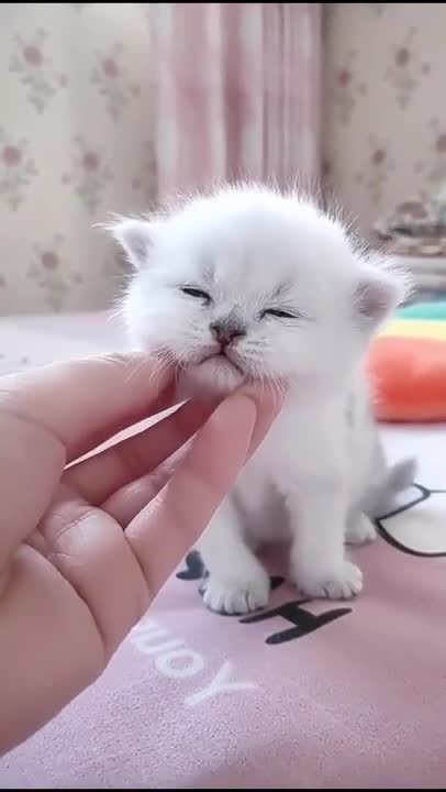 so cute little cats makes you laugh!