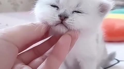 so cute little cats makes you laugh!