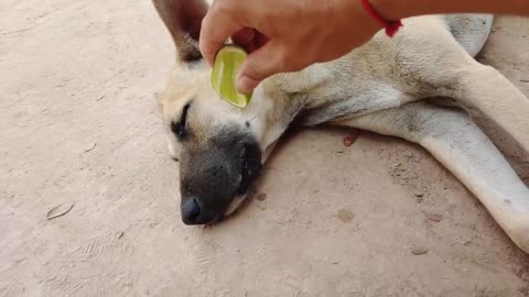 Amazing wow !!! Lemon Prank Dog So Funny Try not to laugh 2021