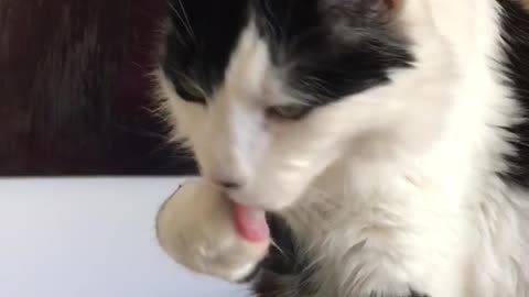 Cat loves his morning coffee