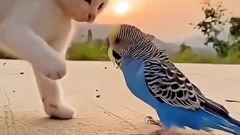 Beautiful cat play with parrot