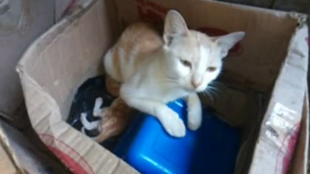 Cat | Funny Animals Videos Funniest Cats And Dogs Videos