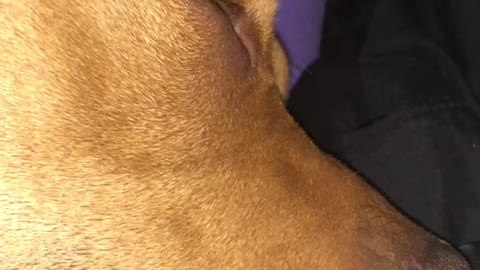 Brown dog sleeping on girl while they play games