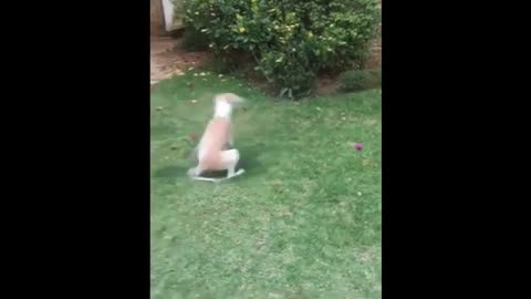 funny dog and cats