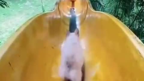 Water park for puppies