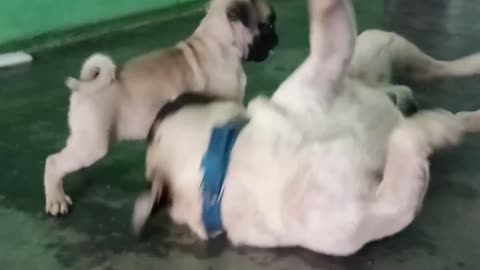 Pug puppy playing