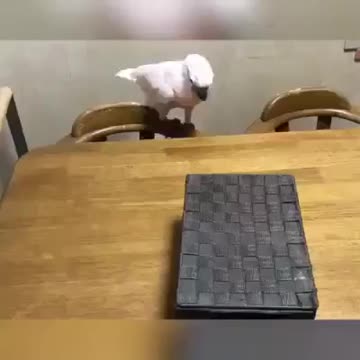 Bird🐦 and🐈 cat in hide👀 and seek😂😁