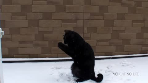 Cats Reacting To The First Snow Funny Compilation