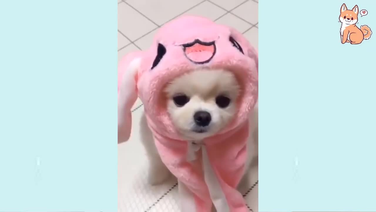 cutest smallest dogs on earh reuseable video