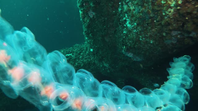 A String of Salp in the Sea