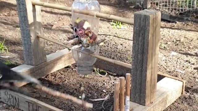 Watch How The Clever Crow Taking Food From The Bottle