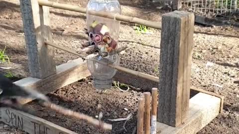 Watch How The Clever Crow Taking Food From The Bottle