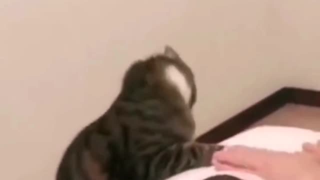 Cat world moonwalk The cat dance