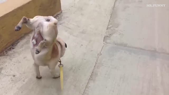 Funny dog peeing with two legs 🤣😂😂