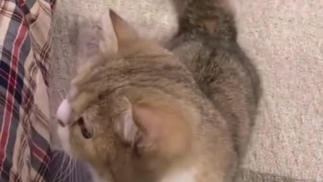 best of cute cat video and cute cat
