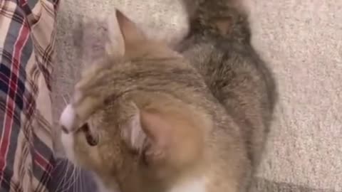 best of cute cat video and cute cat