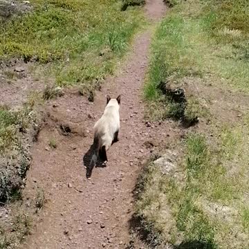 Hiking with an adventurous cat