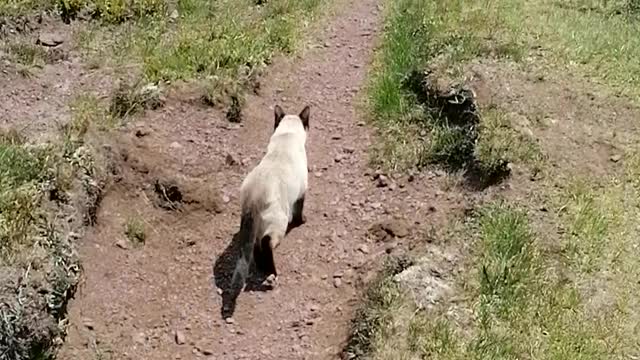 Hiking with an adventurous cat