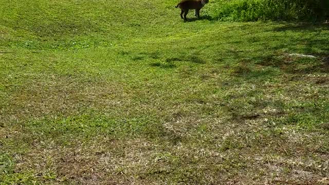 Bobcat on a stroll!