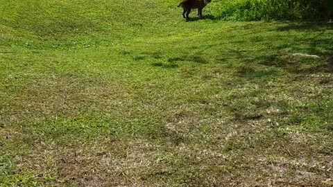 Bobcat on a stroll!